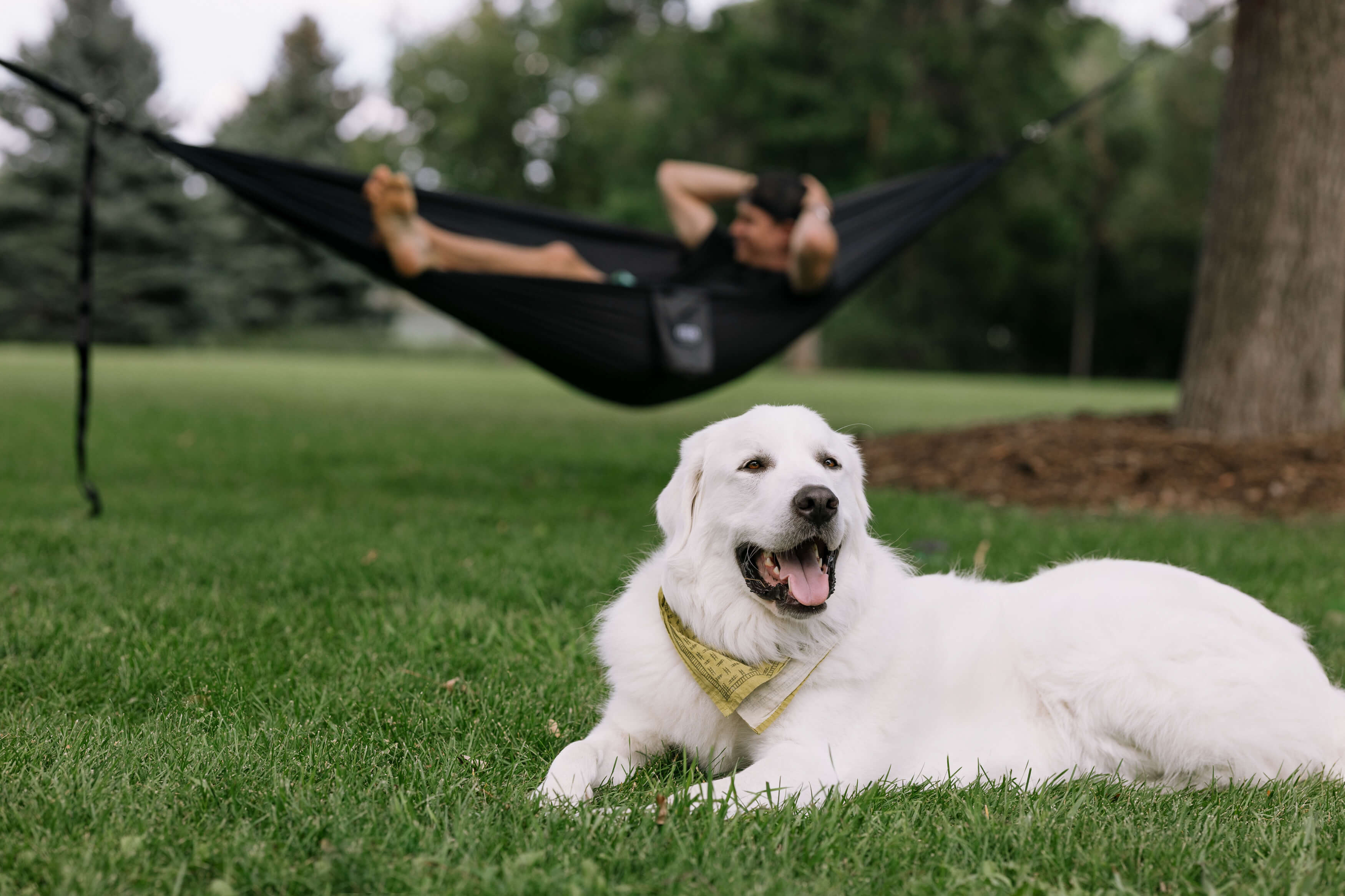 A man hammocking in an ENO Hammock with a white dog in front of him