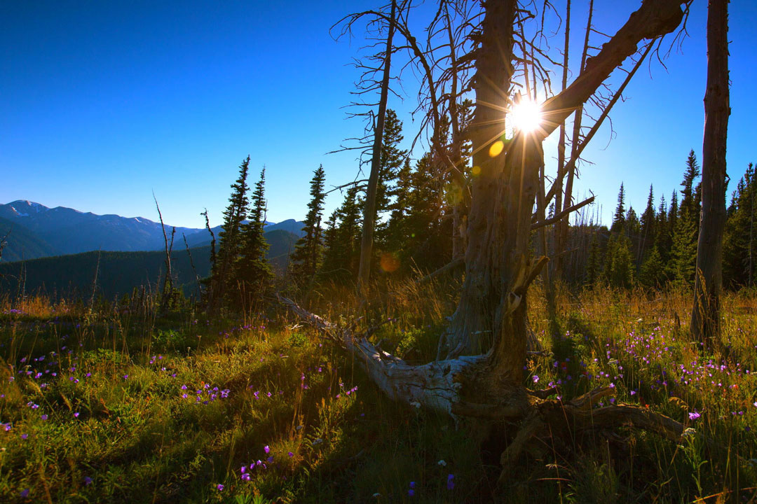 The sun peaking through some trees at Olympic National Park