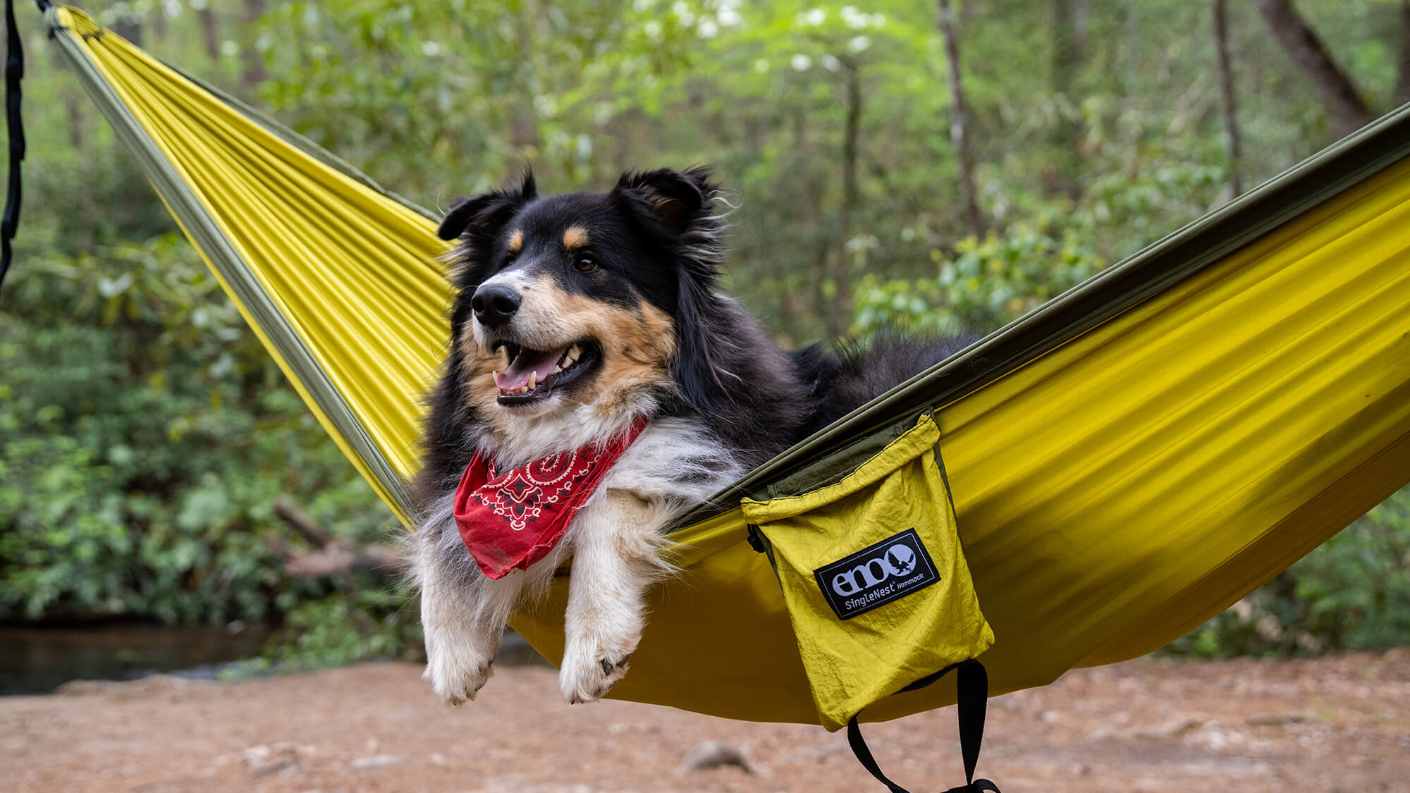 A scruffy dog in an ENO hammock with its paws hanging out in the woods with red bandana around it's neck.