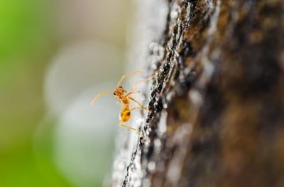 orange ant on a tree