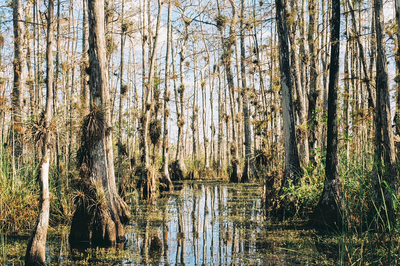 A landscape photo shows the Florida Everglades