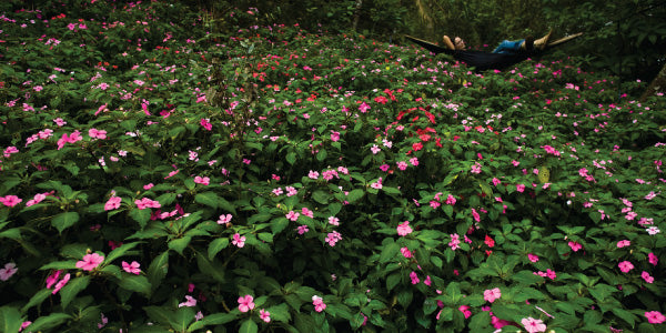 Forest flowers