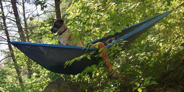 dog hammocking