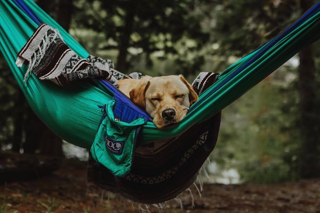 A dog sleeping in an ENO hammock