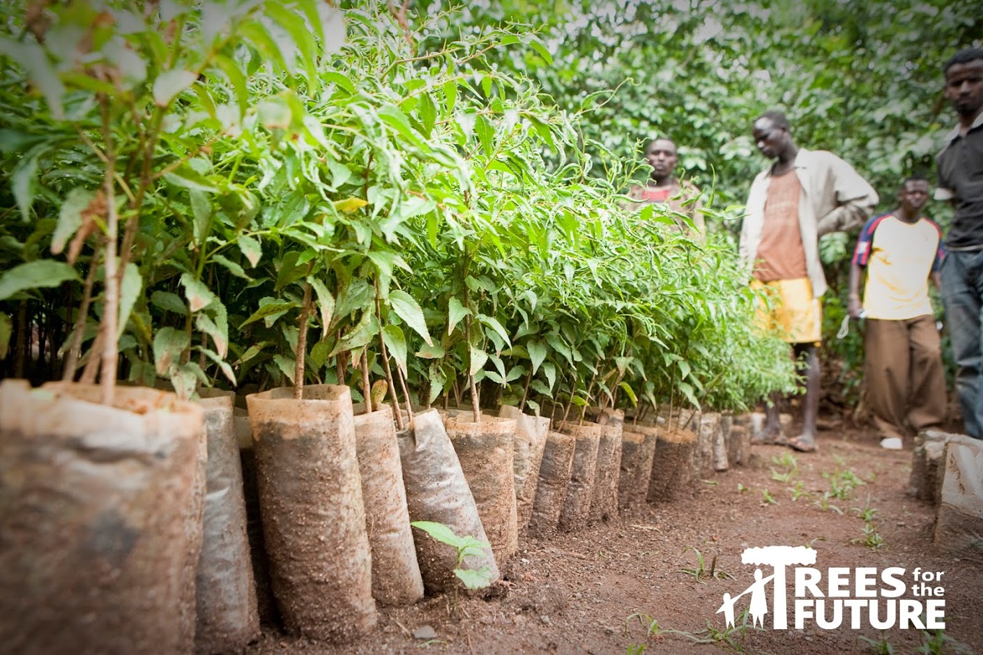 trees waiting to be planted for Trees For the Future