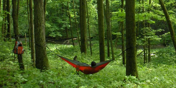 forest hammocking